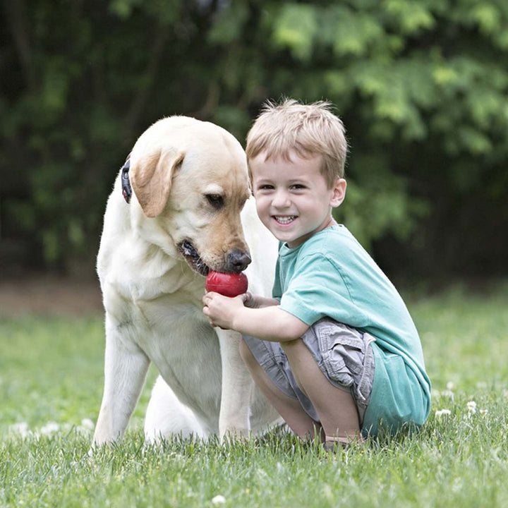 Food Leakage Rubber Dog Toy